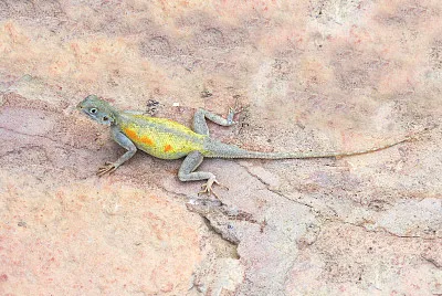 פאזל של Agama impalearis