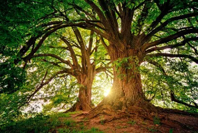Arbol, puesta de sol
