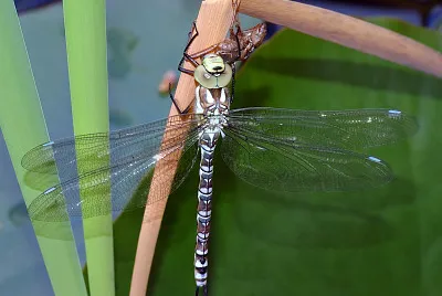 Aeshna cyanea