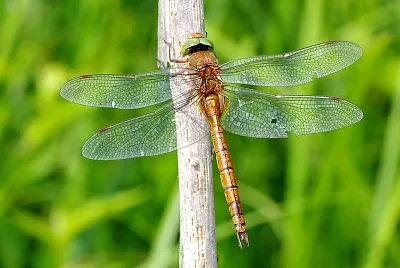 Aeshna isocele