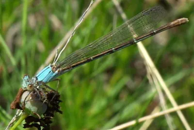 Argia moesta
