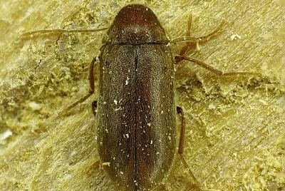 פאזל של Ermobius abietis