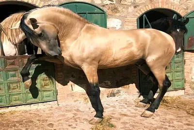 פאזל של hecho de oro