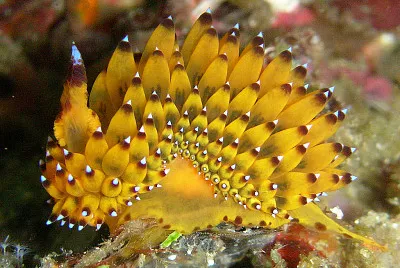 Jonalus savinkini