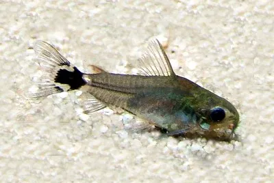 Corydoras hastatus jigsaw puzzle