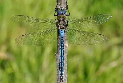 Anax imperator