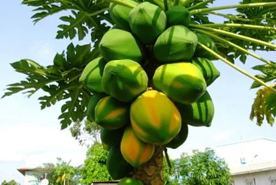 frutas
