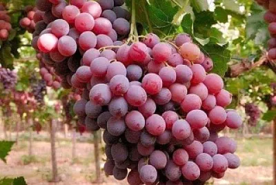 פאזל של frutas