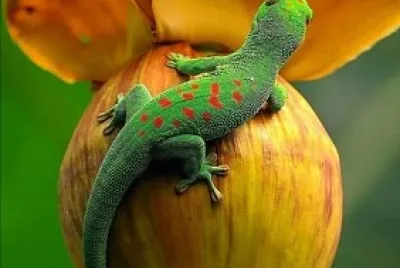 natural