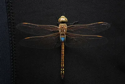 Anax ephippiger