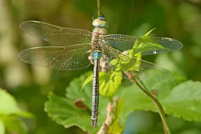 Anax parthenope