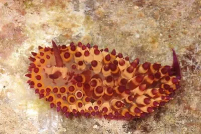 Janolus flavoanulatus