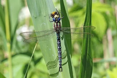 Brachytron pratense