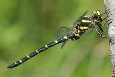 Cordulegaster bidentata