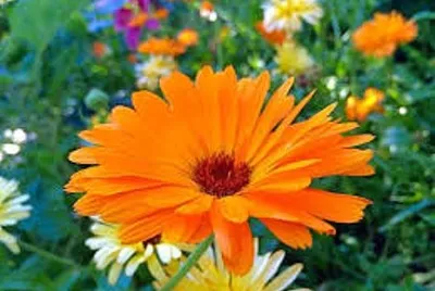 flor