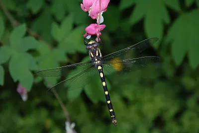 Cordulegaster dorsalis