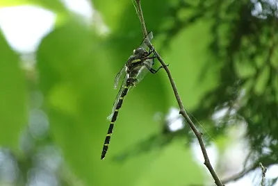 Cordulegaster erronea