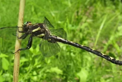 Cordulegaster obliqua