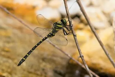 Cordulegaster trinacriae