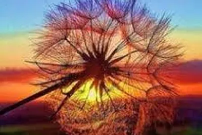 flor