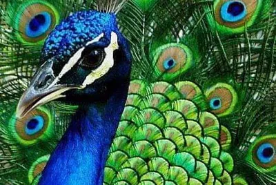 peacock jigsaw puzzle