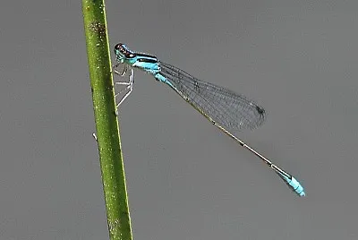 Aciagron fragilis