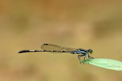 Agriocnemis spendidissima