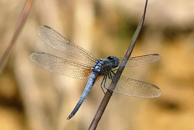 Brachydiplax chalybea