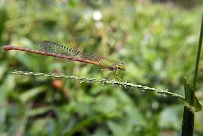 Ceriagrion olivacea