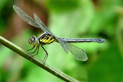 Cratilla lineata