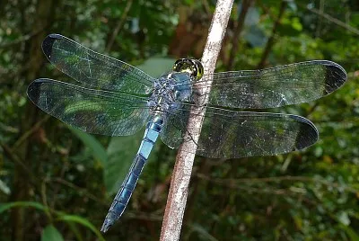 Cratilla metallica