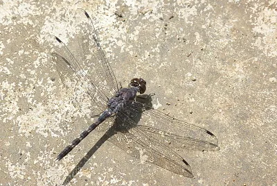 Bradinopyga geminata