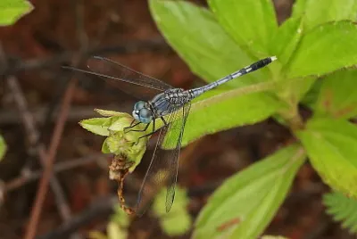 Diplacodes triviaris