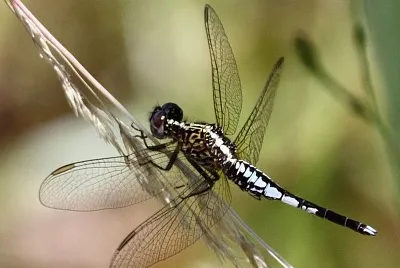 Acisoma inflatum