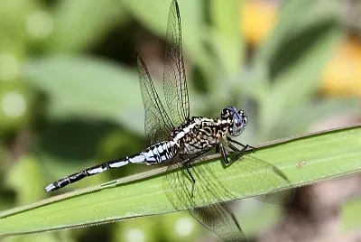 Acisoma variegatum