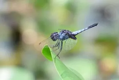 Aethriamanta aethra