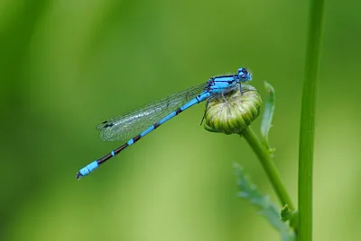 Enallagma boreale