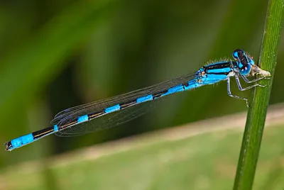 Enallagma caranculatum