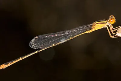 Enallagma signatum