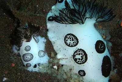 Jorunna funebris