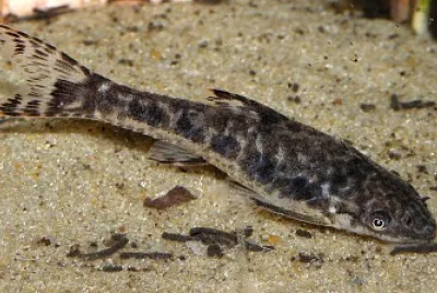 Otocinclus arnoldi jigsaw puzzle