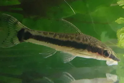 Otocinclus vestitus