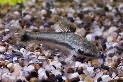 Otocinclus vittatus jigsaw puzzle