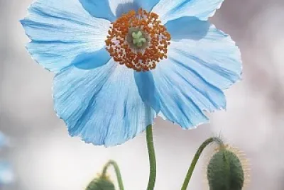 flores