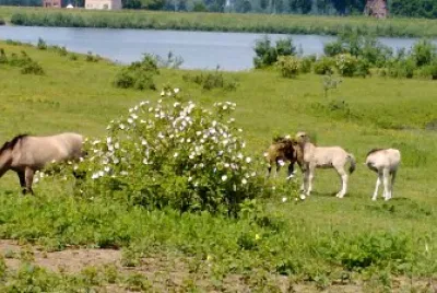 paarden