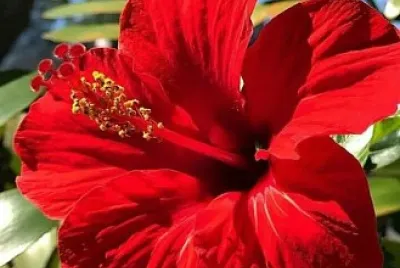 flores
