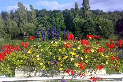 bloemen