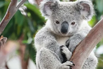 koala