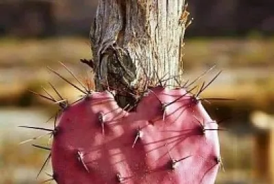 AMOR DE NOPAL