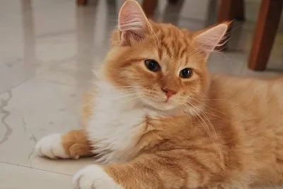 Siberiano rosso